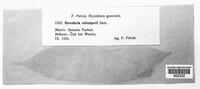 Ramularia coleosporii image